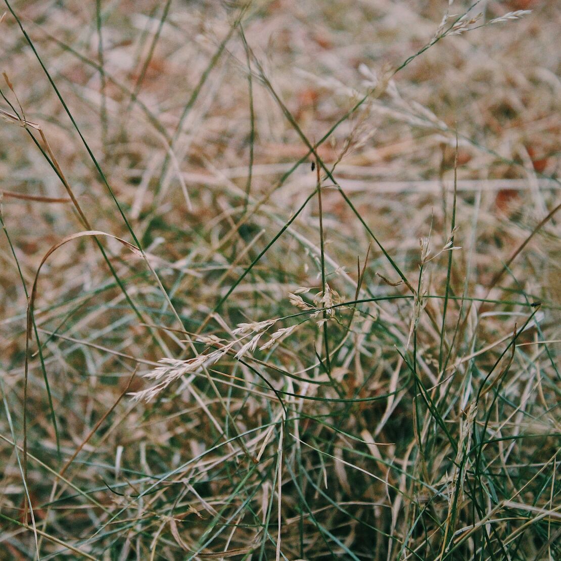 Psalm 037 Banner.jpg